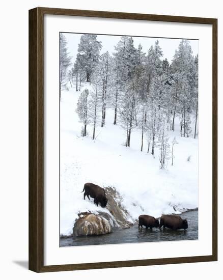 American Bison (Bison Bison) Crossing a River in Yellowstone National Park in Winter, UNESCO World-Kimberly Walker-Framed Photographic Print