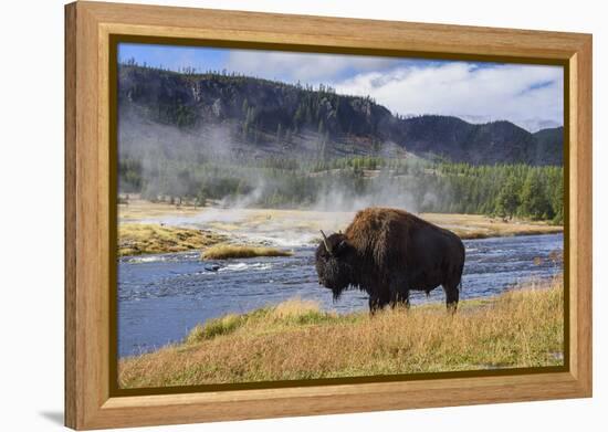 American Bison (Bison Bison), Little Firehole River, Yellowstone National Park, Wyoming, U.S.A.-Gary Cook-Framed Premier Image Canvas