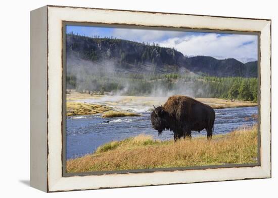 American Bison (Bison Bison), Little Firehole River, Yellowstone National Park, Wyoming, U.S.A.-Gary Cook-Framed Premier Image Canvas