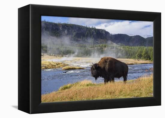 American Bison (Bison Bison), Little Firehole River, Yellowstone National Park, Wyoming, U.S.A.-Gary Cook-Framed Premier Image Canvas