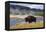 American Bison (Bison Bison), Little Firehole River, Yellowstone National Park, Wyoming, U.S.A.-Gary Cook-Framed Premier Image Canvas