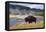 American Bison (Bison Bison), Little Firehole River, Yellowstone National Park, Wyoming, U.S.A.-Gary Cook-Framed Premier Image Canvas