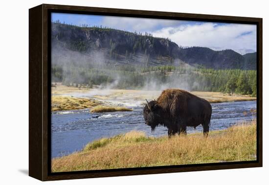 American Bison (Bison Bison), Little Firehole River, Yellowstone National Park, Wyoming, U.S.A.-Gary Cook-Framed Premier Image Canvas