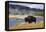 American Bison (Bison Bison), Little Firehole River, Yellowstone National Park, Wyoming, U.S.A.-Gary Cook-Framed Premier Image Canvas