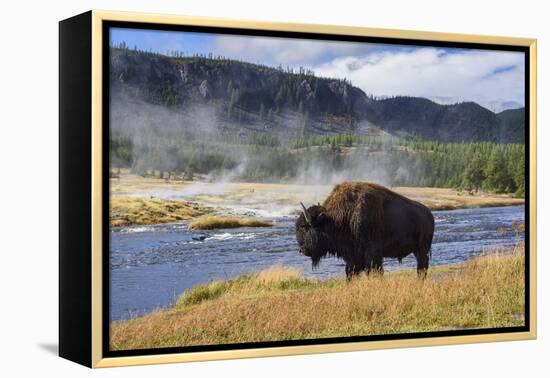 American Bison (Bison Bison), Little Firehole River, Yellowstone National Park, Wyoming, U.S.A.-Gary Cook-Framed Premier Image Canvas