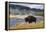 American Bison (Bison Bison), Little Firehole River, Yellowstone National Park, Wyoming, U.S.A.-Gary Cook-Framed Premier Image Canvas