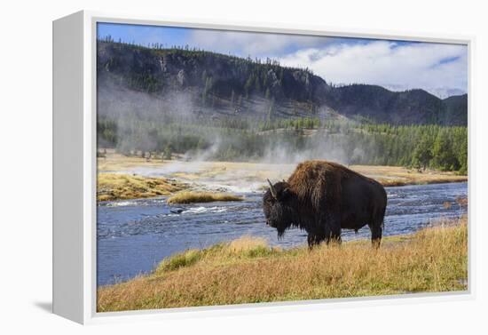 American Bison (Bison Bison), Little Firehole River, Yellowstone National Park, Wyoming, U.S.A.-Gary Cook-Framed Premier Image Canvas