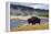 American Bison (Bison Bison), Little Firehole River, Yellowstone National Park, Wyoming, U.S.A.-Gary Cook-Framed Premier Image Canvas