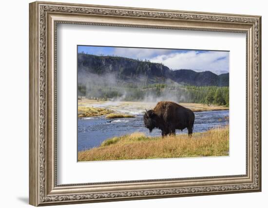 American Bison (Bison Bison), Little Firehole River, Yellowstone National Park, Wyoming, U.S.A.-Gary Cook-Framed Photographic Print