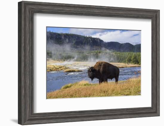 American Bison (Bison Bison), Little Firehole River, Yellowstone National Park, Wyoming, U.S.A.-Gary Cook-Framed Photographic Print