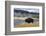 American Bison (Bison Bison), Little Firehole River, Yellowstone National Park, Wyoming, U.S.A.-Gary Cook-Framed Photographic Print