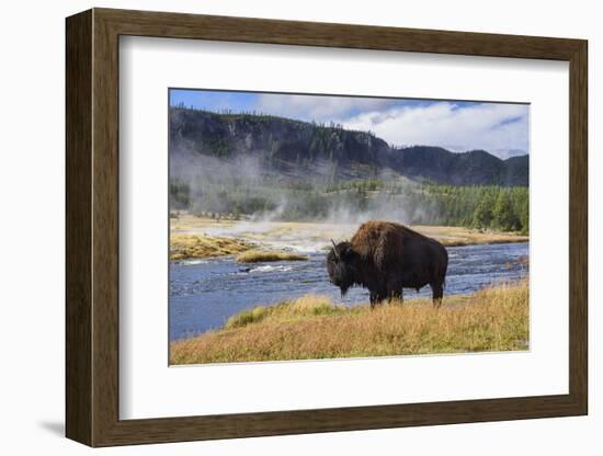 American Bison (Bison Bison), Little Firehole River, Yellowstone National Park, Wyoming, U.S.A.-Gary Cook-Framed Photographic Print