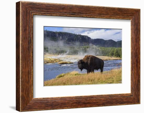 American Bison (Bison Bison), Little Firehole River, Yellowstone National Park, Wyoming, U.S.A.-Gary Cook-Framed Photographic Print