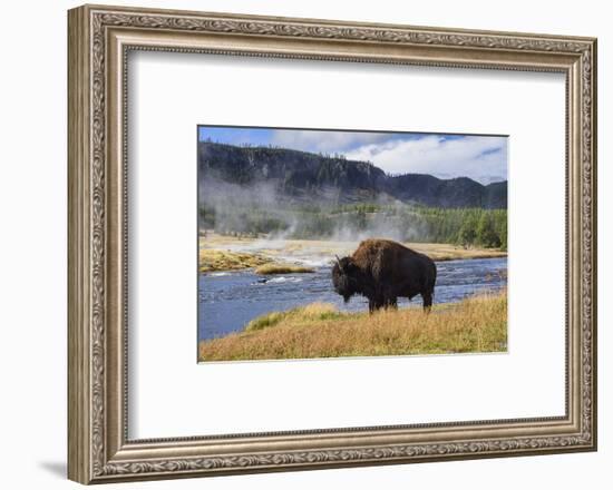 American Bison (Bison Bison), Little Firehole River, Yellowstone National Park, Wyoming, U.S.A.-Gary Cook-Framed Photographic Print