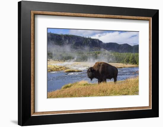 American Bison (Bison Bison), Little Firehole River, Yellowstone National Park, Wyoming, U.S.A.-Gary Cook-Framed Photographic Print