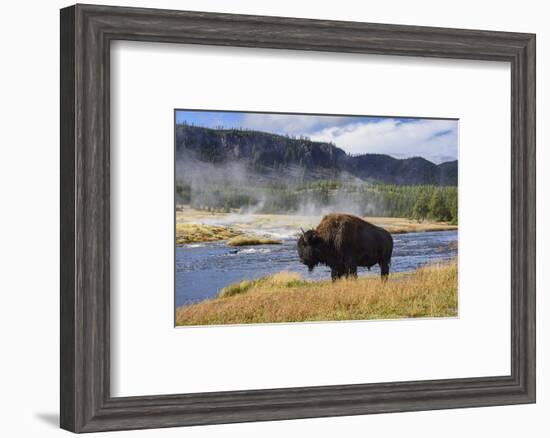 American Bison (Bison Bison), Little Firehole River, Yellowstone National Park, Wyoming, U.S.A.-Gary Cook-Framed Photographic Print