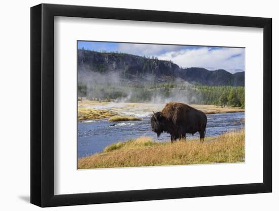 American Bison (Bison Bison), Little Firehole River, Yellowstone National Park, Wyoming, U.S.A.-Gary Cook-Framed Photographic Print