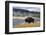 American Bison (Bison Bison), Little Firehole River, Yellowstone National Park, Wyoming, U.S.A.-Gary Cook-Framed Photographic Print