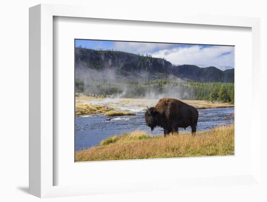 American Bison (Bison Bison), Little Firehole River, Yellowstone National Park, Wyoming, U.S.A.-Gary Cook-Framed Photographic Print