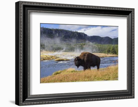 American Bison (Bison Bison), Little Firehole River, Yellowstone National Park, Wyoming, U.S.A.-Gary Cook-Framed Photographic Print