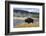 American Bison (Bison Bison), Little Firehole River, Yellowstone National Park, Wyoming, U.S.A.-Gary Cook-Framed Photographic Print