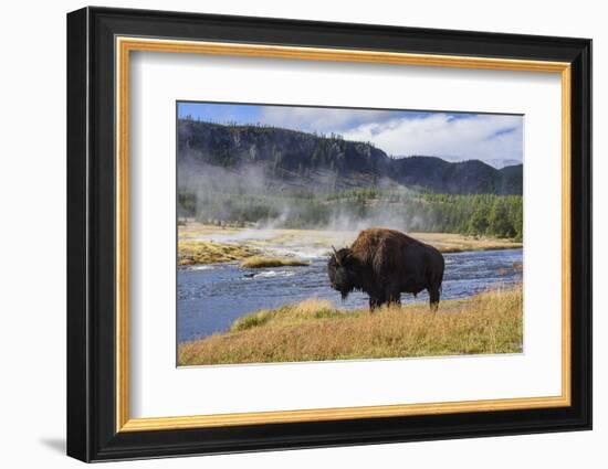 American Bison (Bison Bison), Little Firehole River, Yellowstone National Park, Wyoming, U.S.A.-Gary Cook-Framed Photographic Print