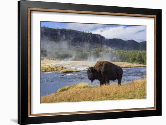 American Bison (Bison Bison), Little Firehole River, Yellowstone National Park, Wyoming, U.S.A.-Gary Cook-Framed Photographic Print