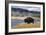 American Bison (Bison Bison), Little Firehole River, Yellowstone National Park, Wyoming, U.S.A.-Gary Cook-Framed Photographic Print