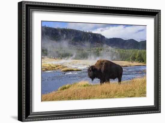 American Bison (Bison Bison), Little Firehole River, Yellowstone National Park, Wyoming, U.S.A.-Gary Cook-Framed Photographic Print