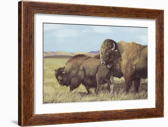 American Bison (Bison Bison)-null-Framed Giclee Print