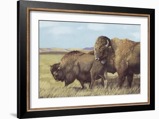 American Bison (Bison Bison)-null-Framed Giclee Print