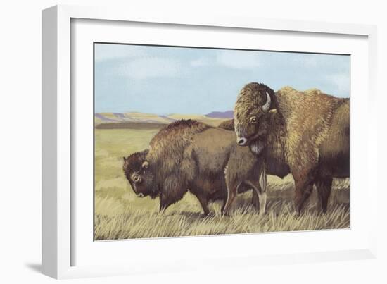 American Bison (Bison Bison)-null-Framed Giclee Print