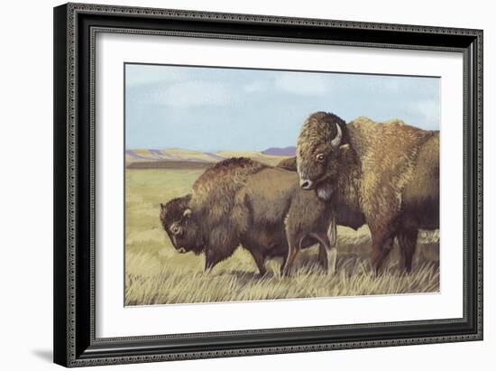 American Bison (Bison Bison)-null-Framed Giclee Print