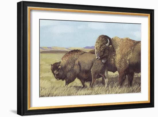 American Bison (Bison Bison)-null-Framed Giclee Print