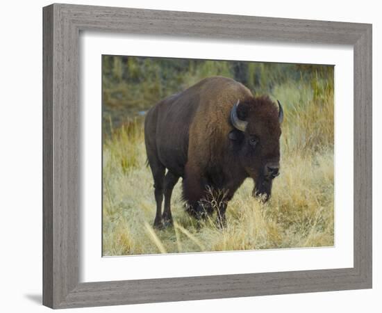 American Bison Buffalo, National Bison Range, Montana, USA-Charles Crust-Framed Photographic Print