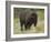 American Bison Buffalo, National Bison Range, Montana, USA-Charles Crust-Framed Photographic Print