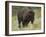 American Bison Buffalo, National Bison Range, Montana, USA-Charles Crust-Framed Photographic Print