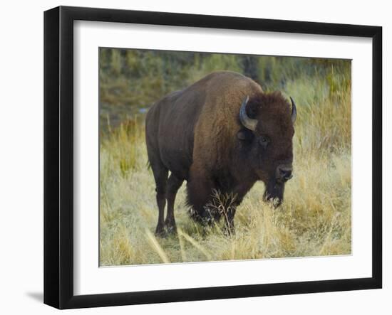 American Bison Buffalo, National Bison Range, Montana, USA-Charles Crust-Framed Photographic Print