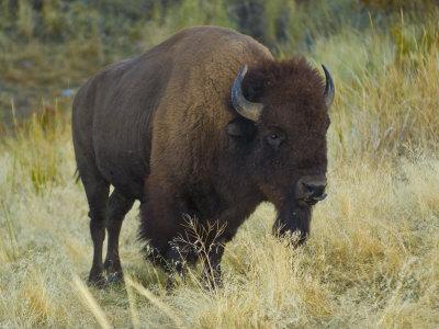American Bison Buffalo, National Bison Range, Montana, USA' Photographic  Print - Charles Crust | Art.com
