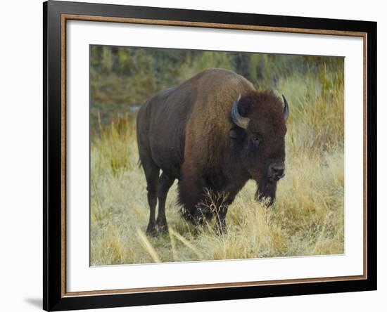 American Bison Buffalo, National Bison Range, Montana, USA-Charles Crust-Framed Photographic Print