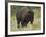 American Bison Buffalo, National Bison Range, Montana, USA-Charles Crust-Framed Photographic Print