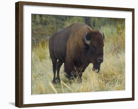 American Bison Buffalo, National Bison Range, Montana, USA-Charles Crust-Framed Photographic Print