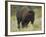 American Bison Buffalo, National Bison Range, Montana, USA-Charles Crust-Framed Photographic Print