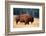 American Bison Buffalo Side Profile Early Morning in Montana at National Bison Refuge-Steve Boice-Framed Photographic Print