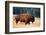 American Bison Buffalo Side Profile Early Morning in Montana at National Bison Refuge-Steve Boice-Framed Photographic Print