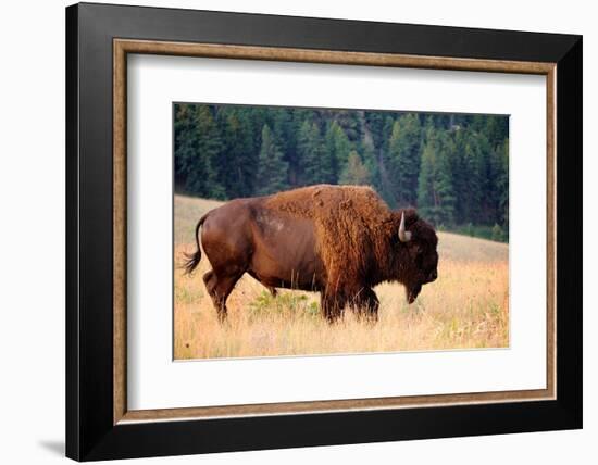 American Bison Buffalo Side Profile Early Morning in Montana at National Bison Refuge-Steve Boice-Framed Photographic Print