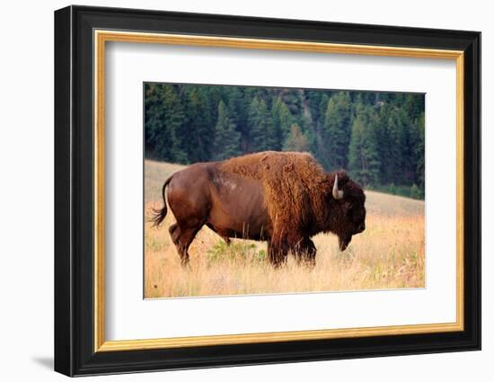 American Bison Buffalo Side Profile Early Morning in Montana at National Bison Refuge-Steve Boice-Framed Photographic Print