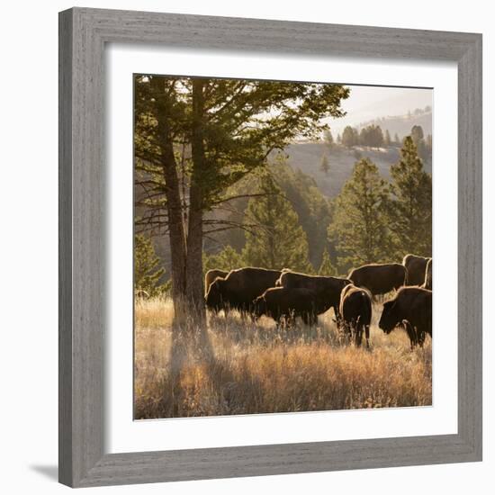 American Bison bulls, Blacktail plateau, Yellowstone National Park, Wyoming, USA-Maresa Pryor-Framed Photographic Print