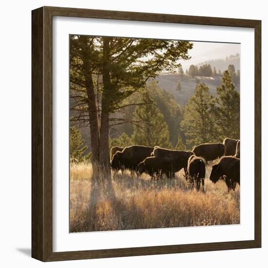 American Bison bulls, Blacktail plateau, Yellowstone National Park, Wyoming, USA-Maresa Pryor-Framed Photographic Print