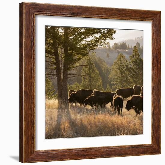 American Bison bulls, Blacktail plateau, Yellowstone National Park, Wyoming, USA-Maresa Pryor-Framed Photographic Print